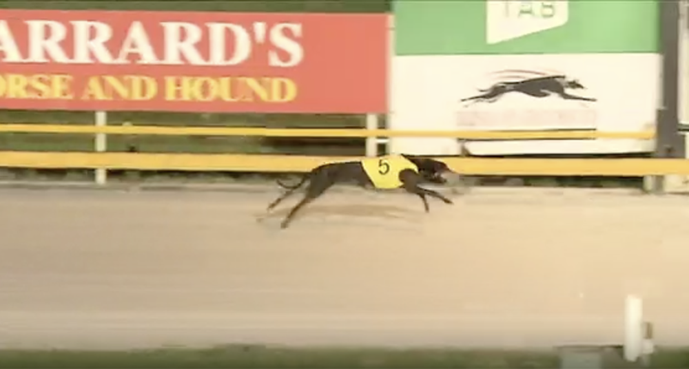 Albion Park 2024 Group 2 Queensland Derby Finals 040124 Race 7 Morton 29.65